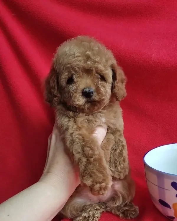 toy poodle original tea cup size pedigree microchipped