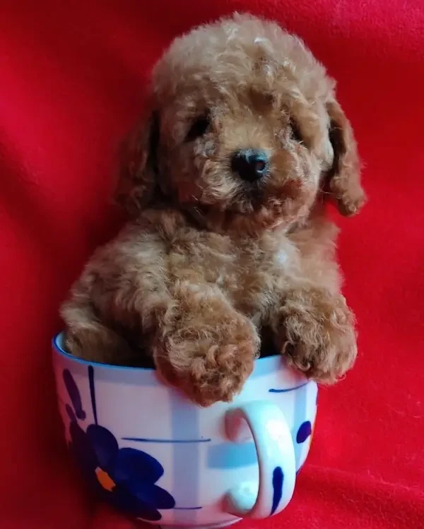 toy poodle original tea cup size pedigree microchipped