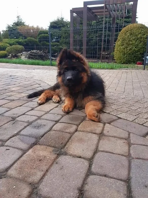 German shepherd pink pedigree puppy available-Image 3