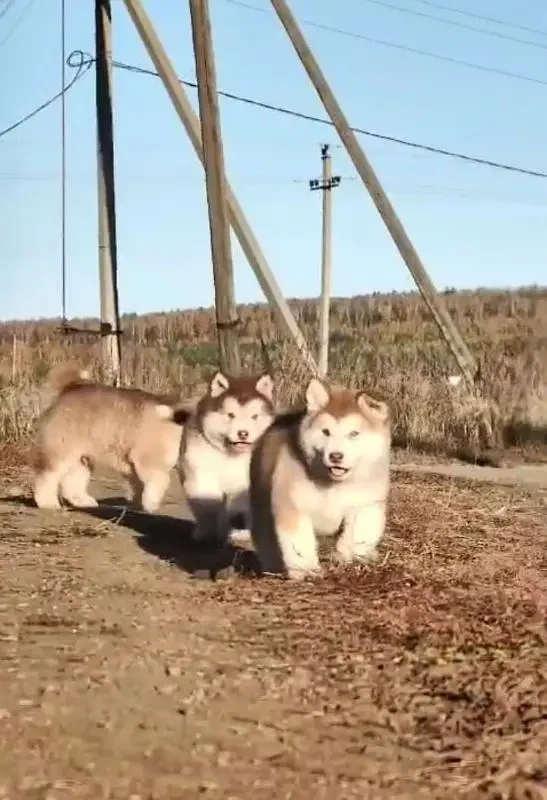 IMPORTED ALASKAN MALAMUTE PUPPIES AVAILABLE FOR IMPORT-Image 4