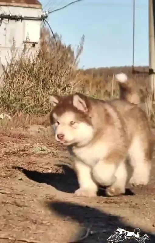 IMPORTED ALASKAN MALAMUTE PUPPIES AVAILABLE FOR IMPORT-Image 5