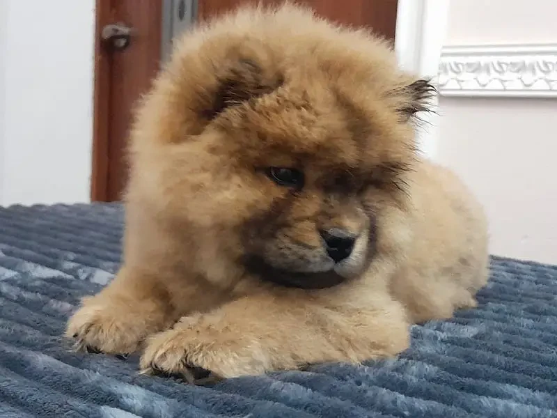 IMPORTED CHOW CHOW PUPPIES AVAILABLE FOR IMPORT-Image 2