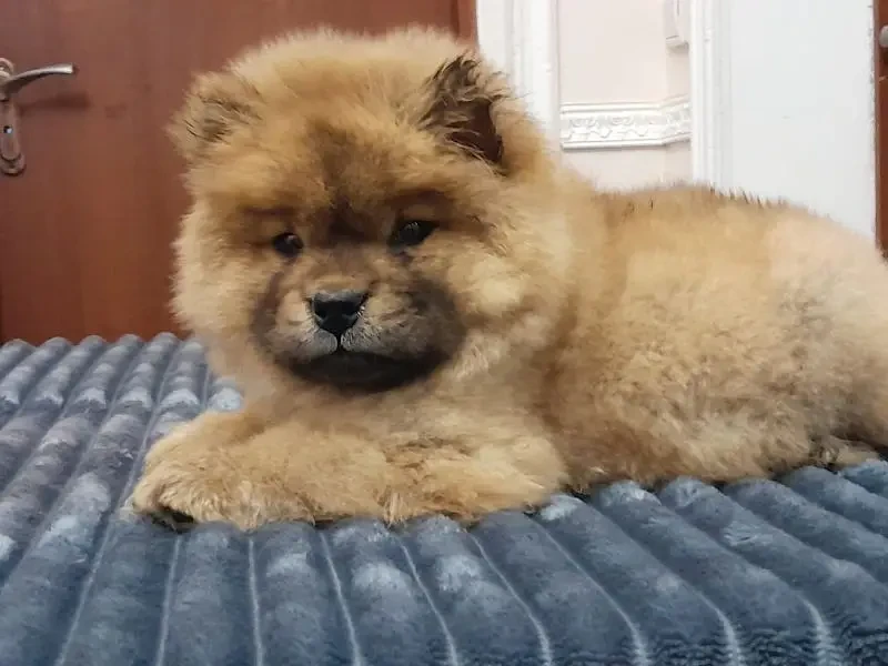 IMPORTED CHOW CHOW PUPPIES AVAILABLE FOR IMPORT-Image 3