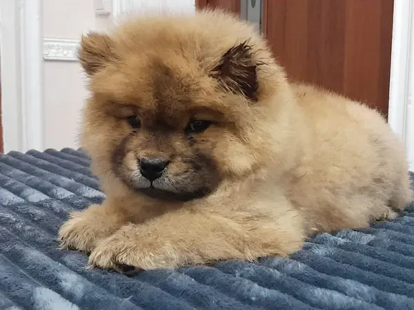 IMPORTED CHOW CHOW PUPPIES AVAILABLE FOR IMPORT-Image 4