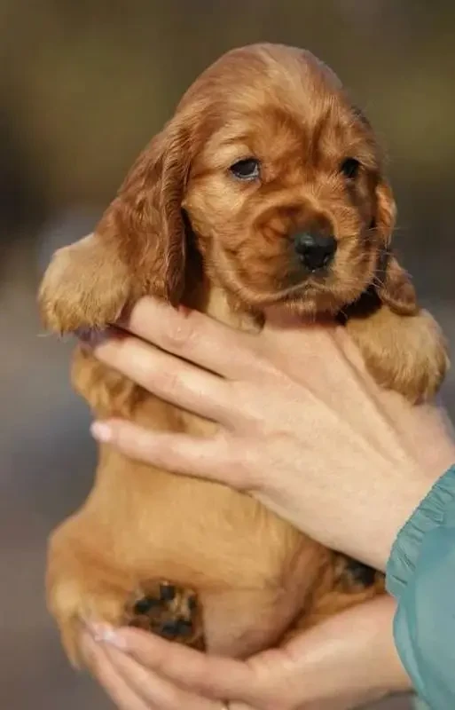 Imported American cocker spaniels puppies available for sale-Image 3