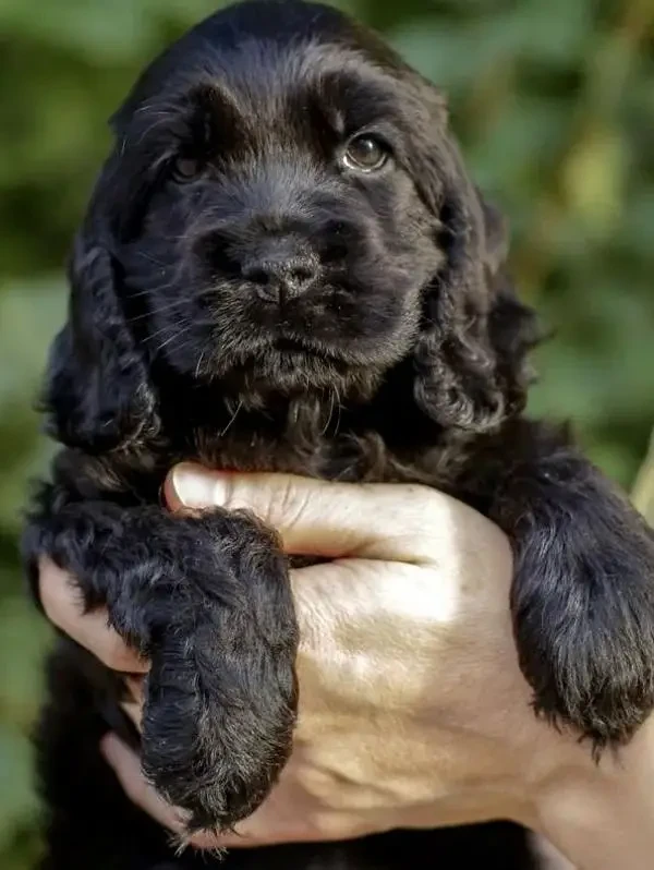 Imported American cocker spaniels puppies available for sale-Image 2