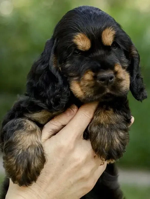 Imported American cocker spaniels puppies available for sale-Image 3