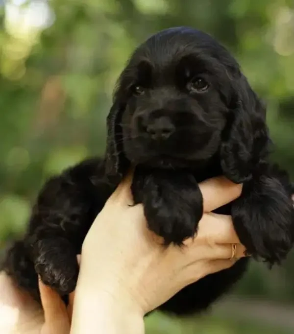 Imported American cocker spaniels puppies available for sale-Image 4