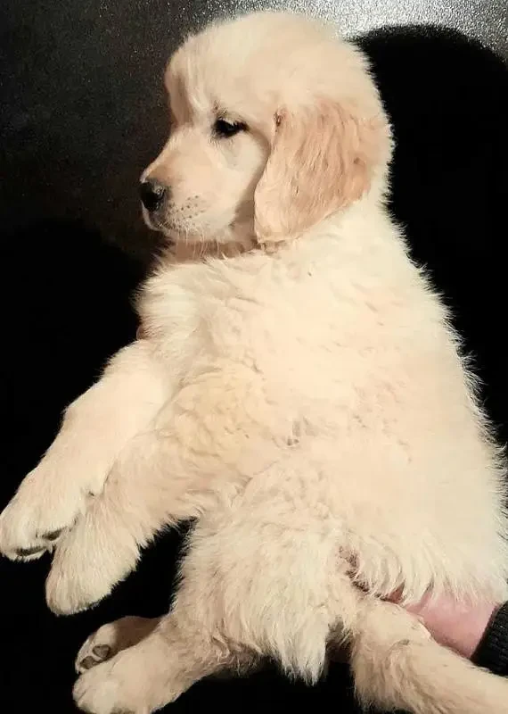 Imported golden retriever puppies available for sale