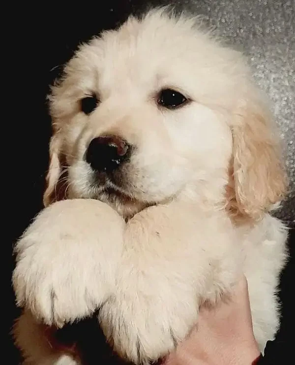 Imported golden retriever puppies available for sale