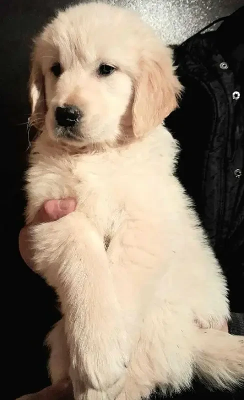 Imported golden retriever puppies available for sale