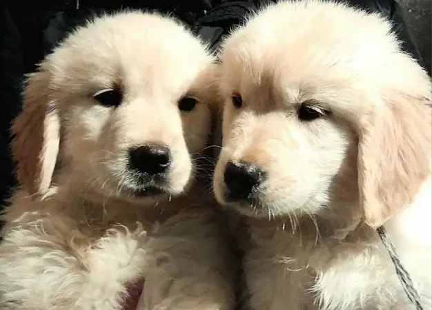 Imported golden retriever puppies available for sale