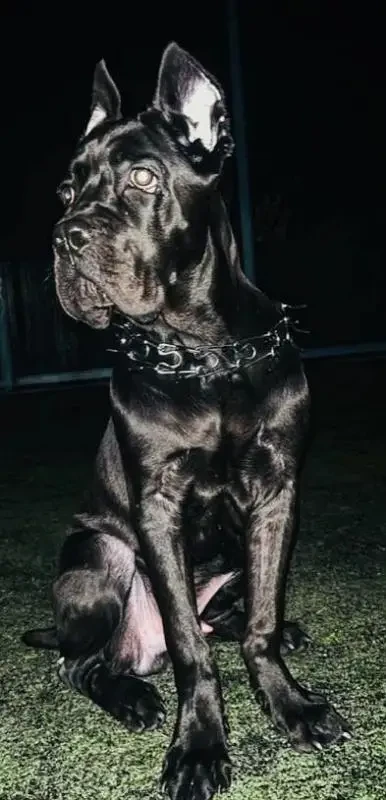 IMPORTED CANE CORSO PUPPIES AVAILABLE FOR IMPORT