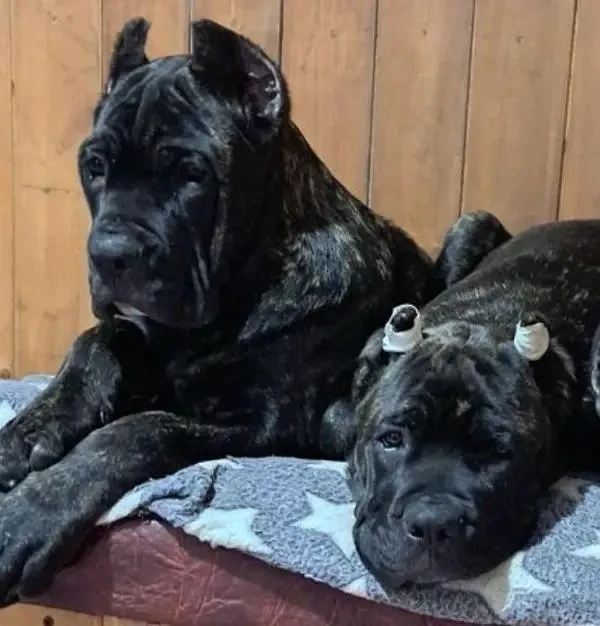 IMPORTED CANE CORSO PUPPIES AVAILABLE FOR IMPORT