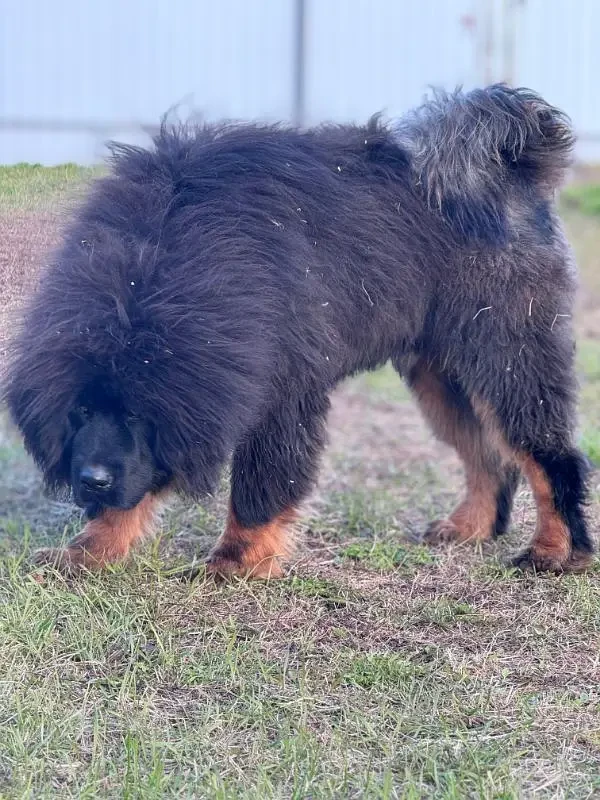 IMPORTED TIBTAIN MASTIFF PUPPIES AVAILABLE FOR IMPORT