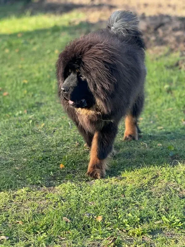 IMPORTED TIBTAIN MASTIFF PUPPIES AVAILABLE FOR IMPORT