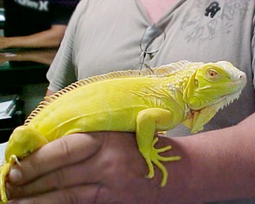 Albino Iguana available for sale