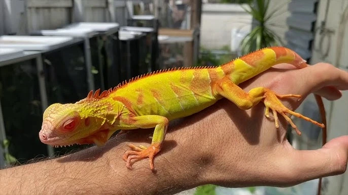 Albino Iguana available for sale