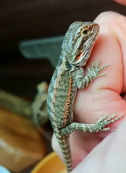 Baby Bearded Dragon