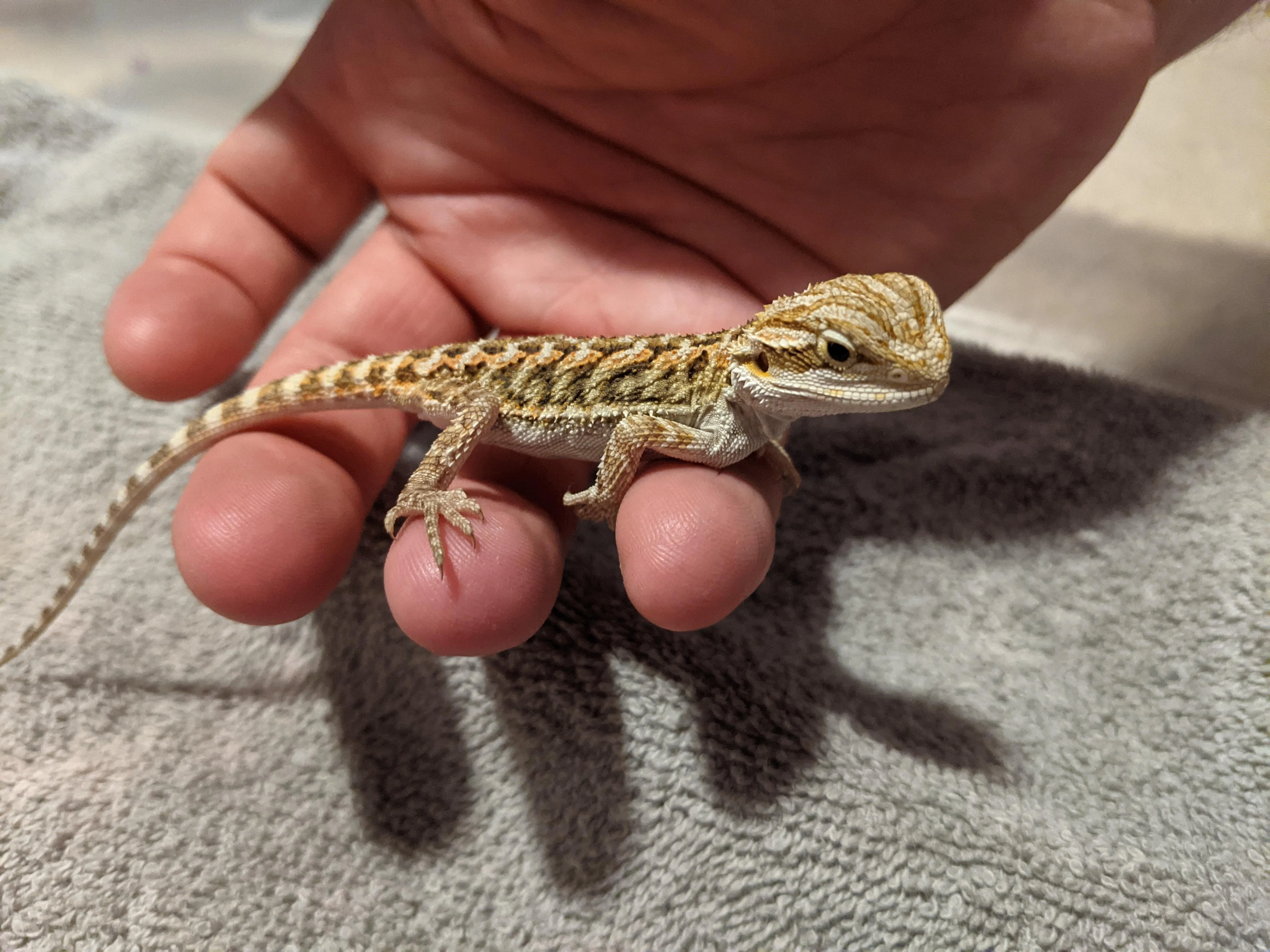 Baby Bearded Dragon available for sale