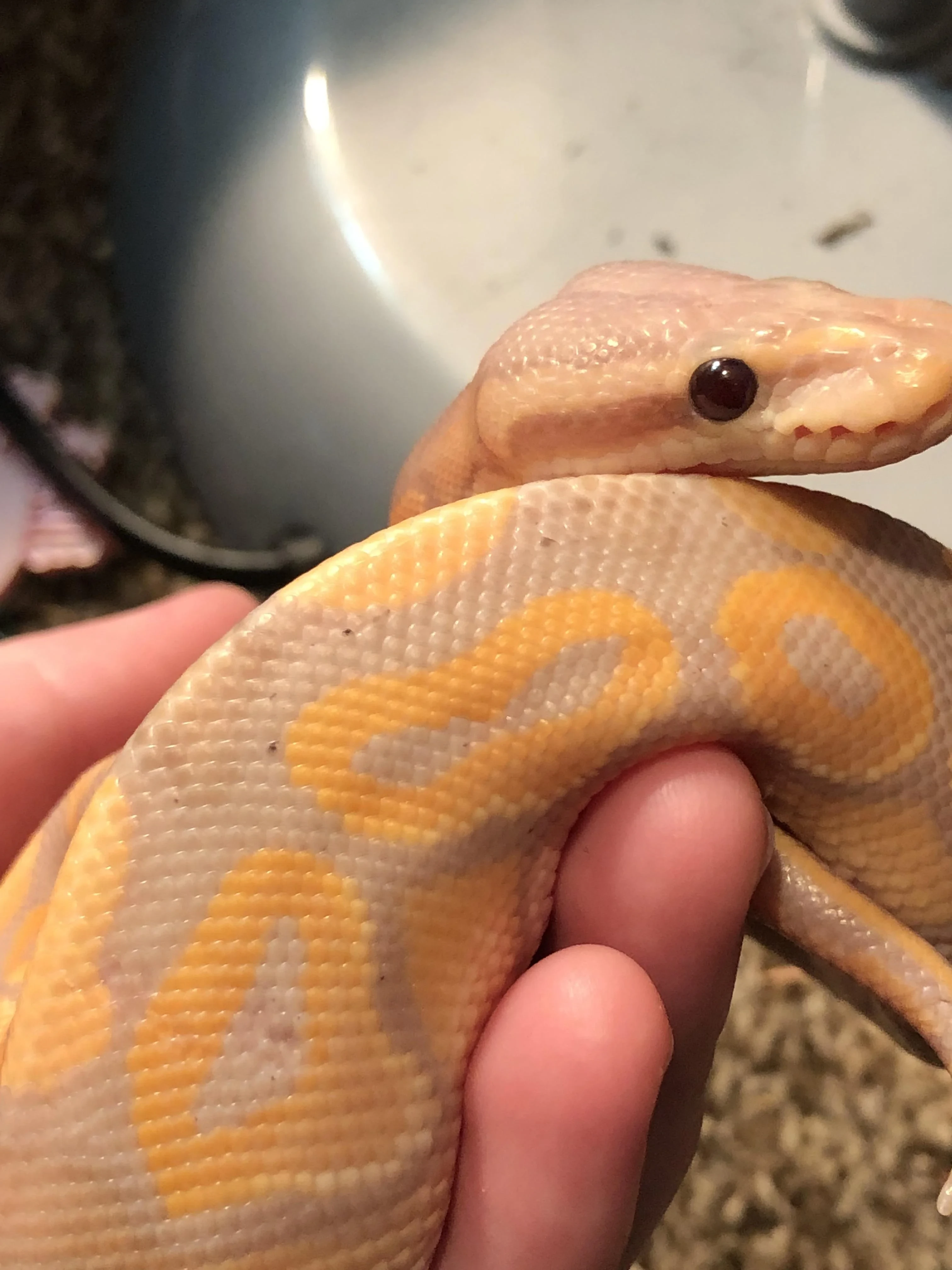 Ball Python available for sale