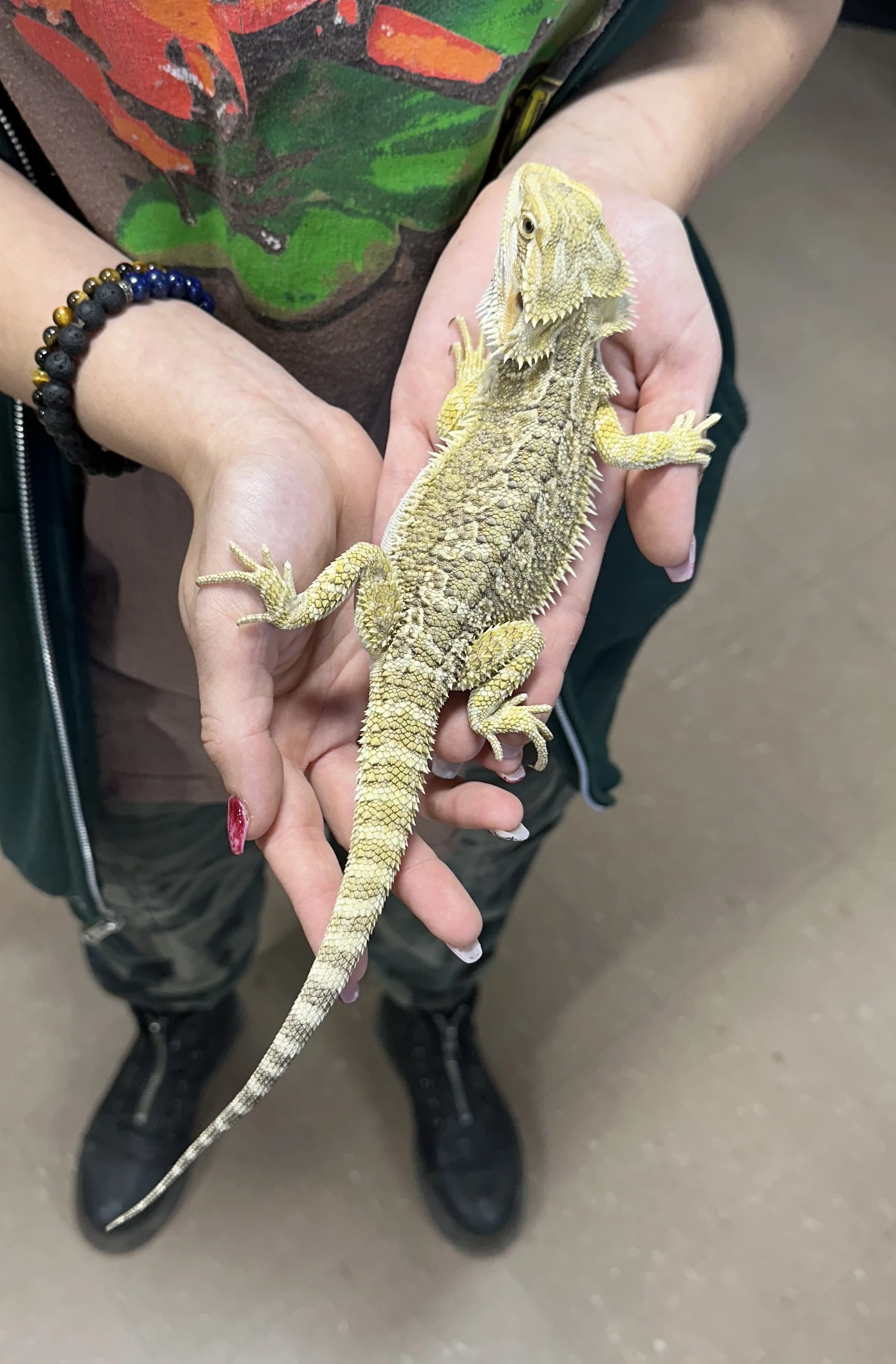 Bearded Dragon available for sale