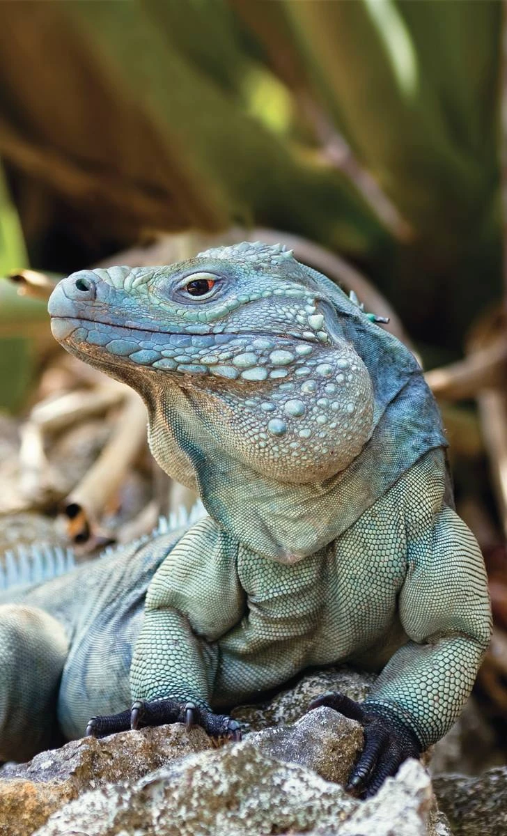 Blue Iguana available for sale