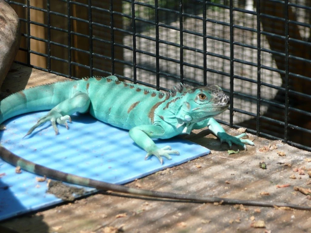 Blue Iguana available for sale