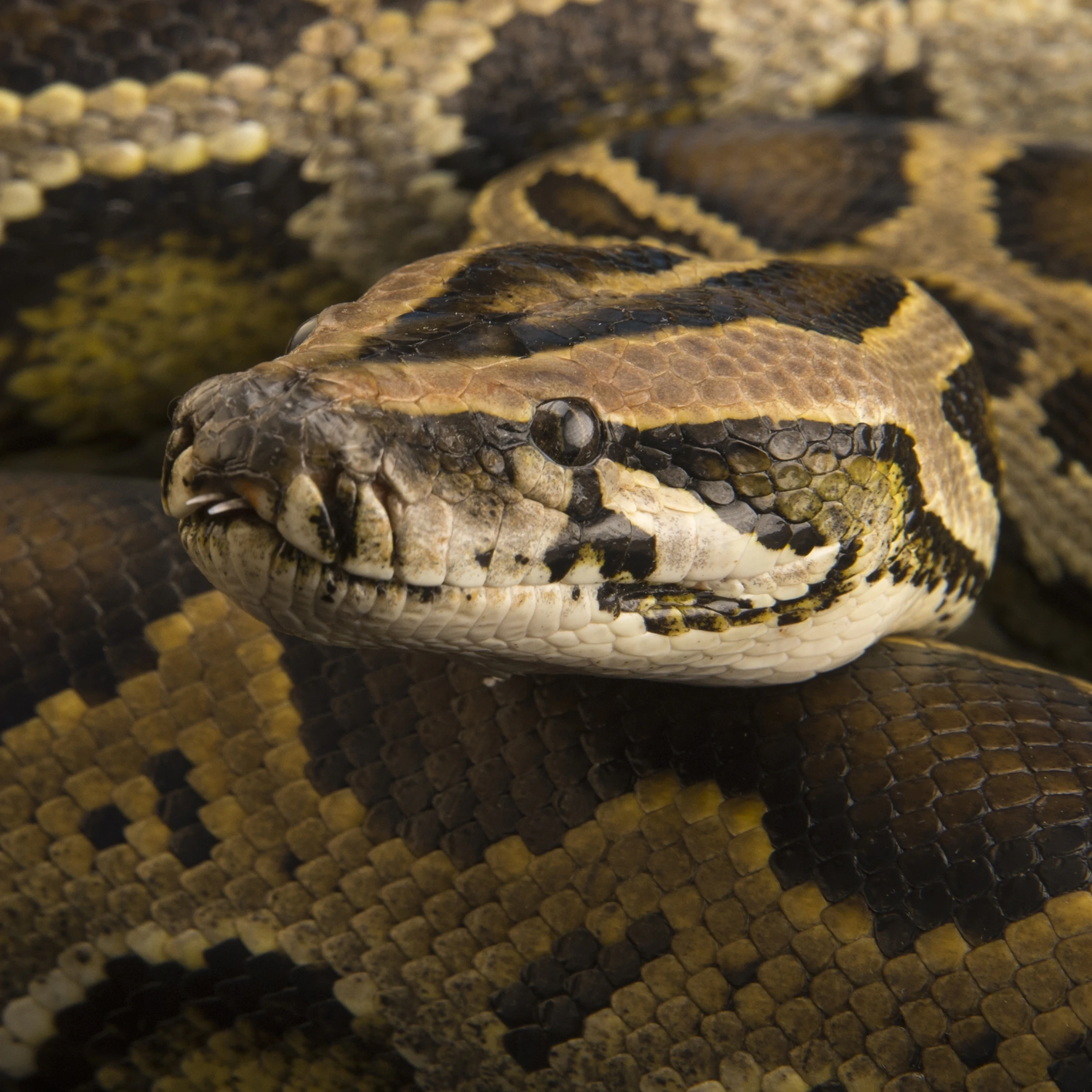 Burmese Python available