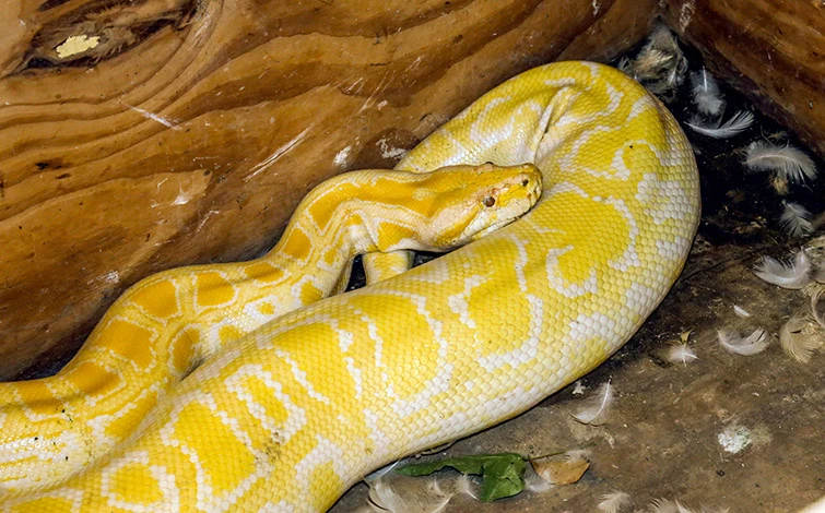 Burmese Python available