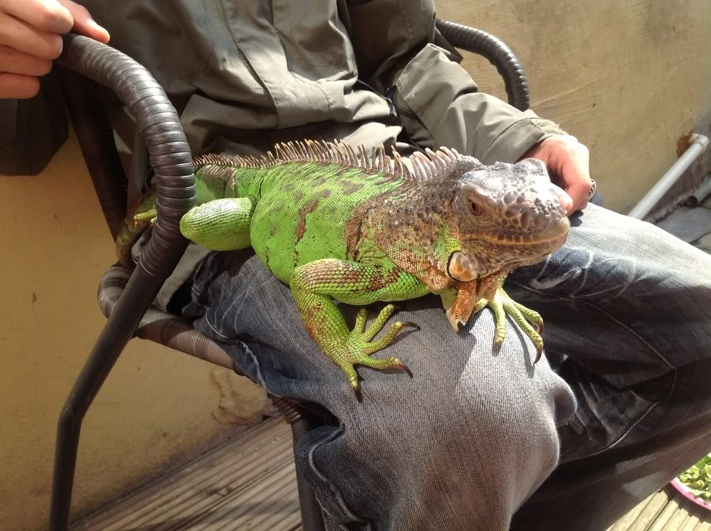 Green Iguana available for sale