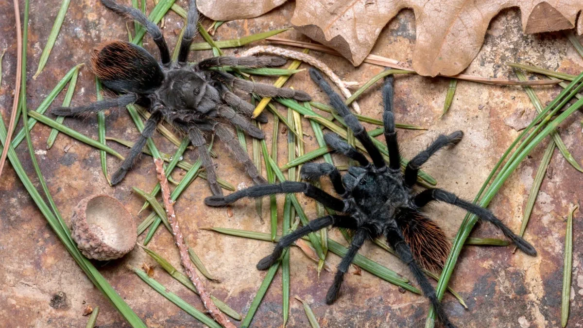 Tarantula spider for sale