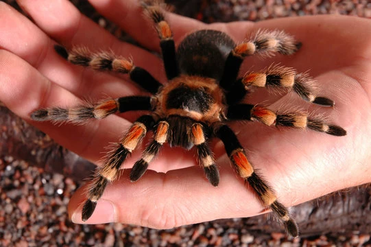 Tarantula spider available