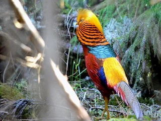 Red golden & reeves pheasant-Image 2