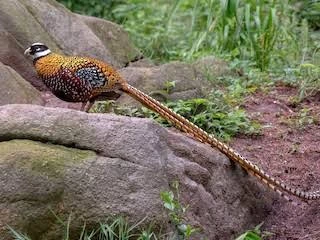 Red golden & reeves pheasant-Image 3