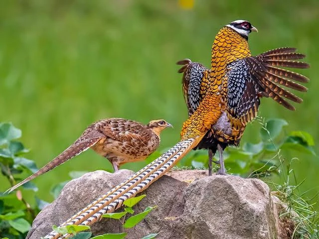 Red golden & reeves pheasant-Image 4