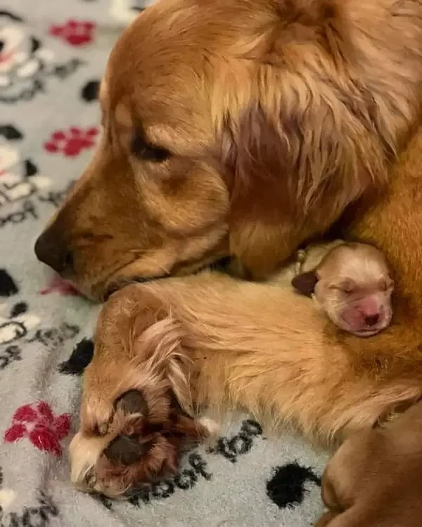 American Golden Retriever