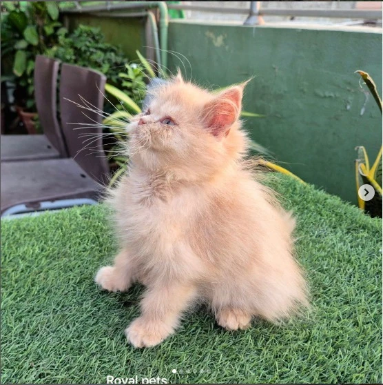 Pure Persian kitten for sale