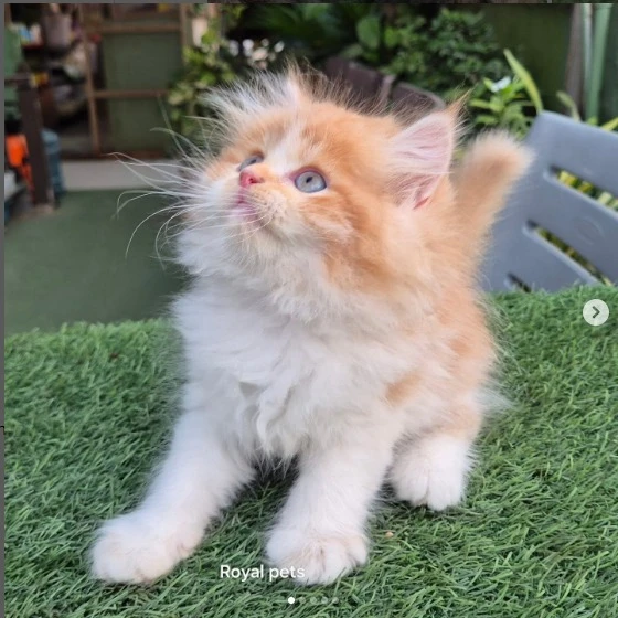 Bi- Color Gorgeous Persian Kitten