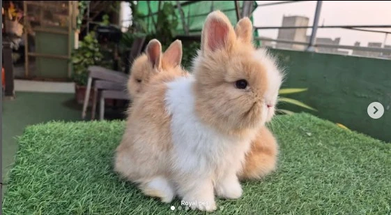 Teddy bear dwarf bunnies