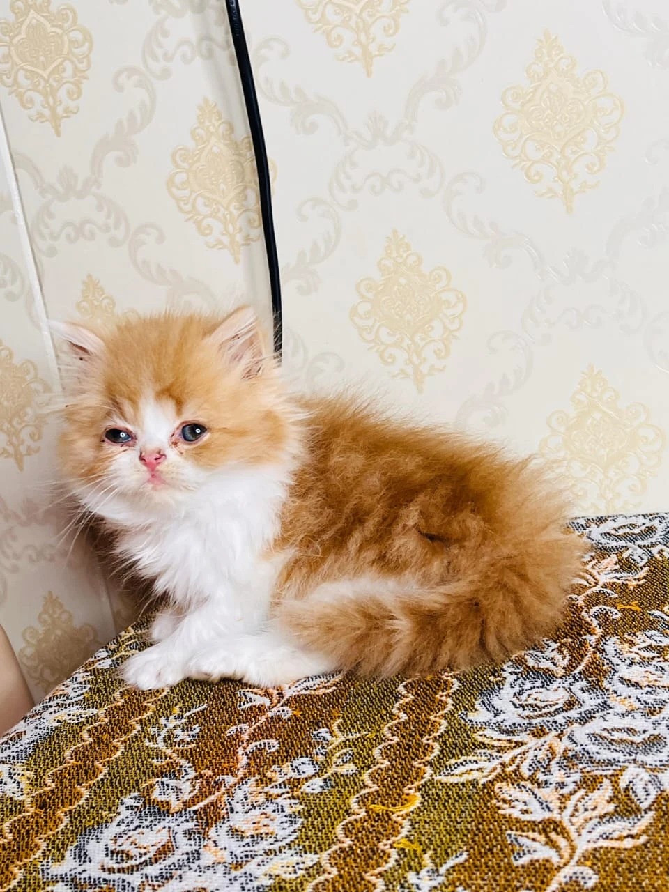 pure punch face persian kitten