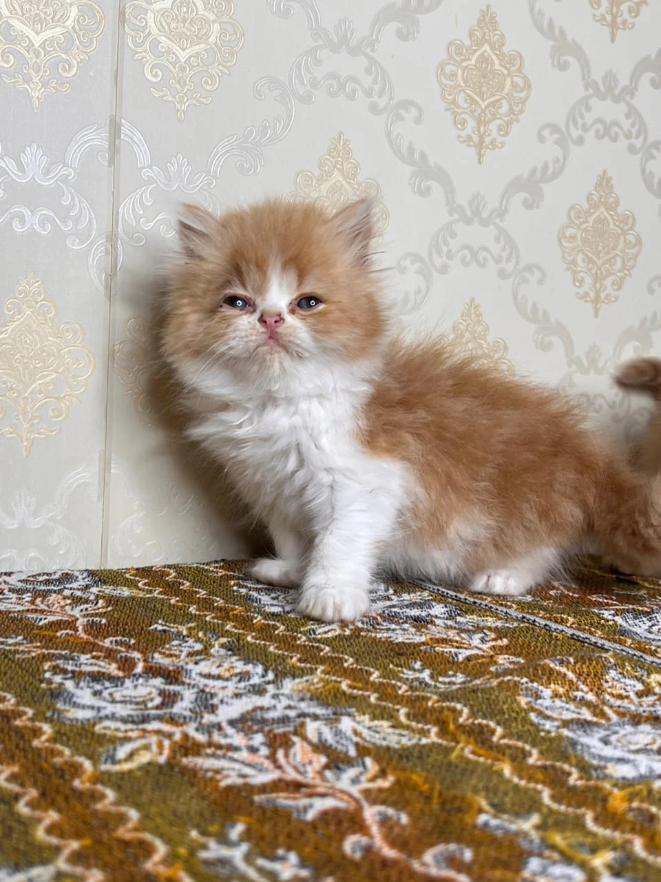 pure punch face persian kitten