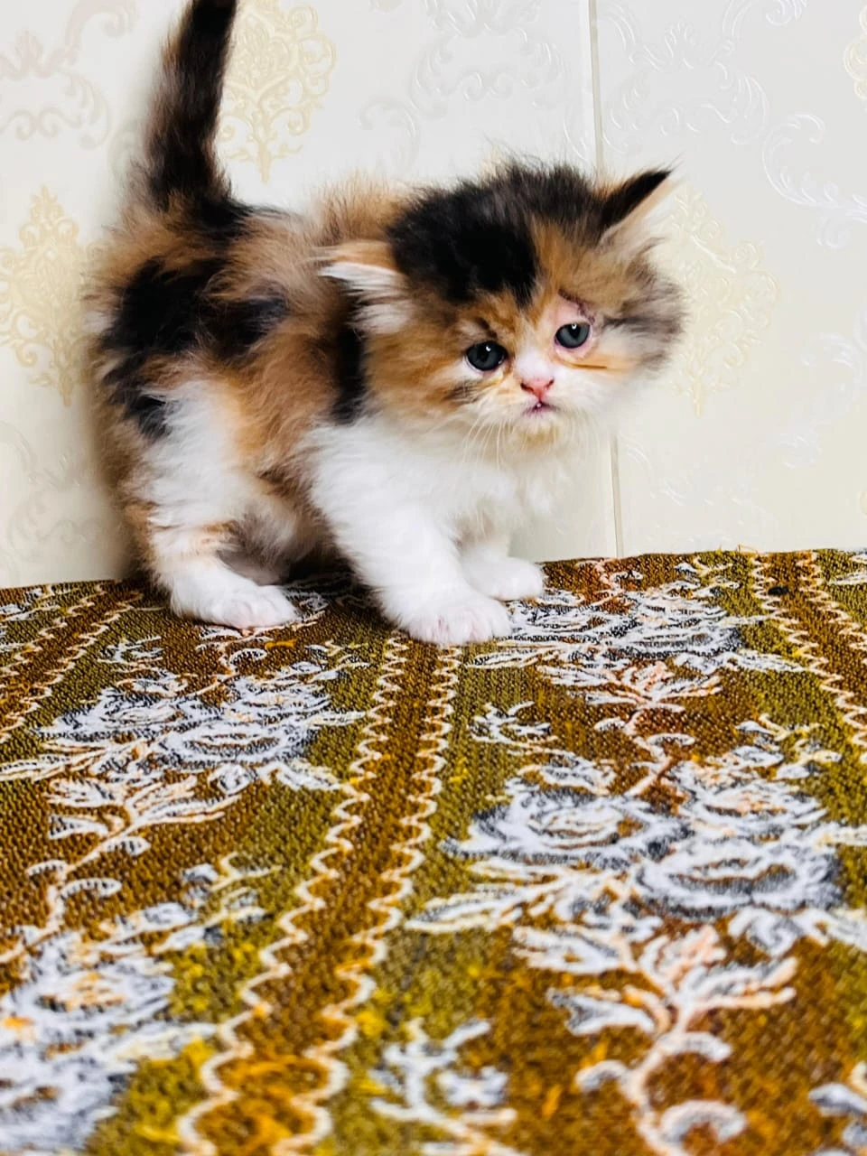 pure punch face persian kitten