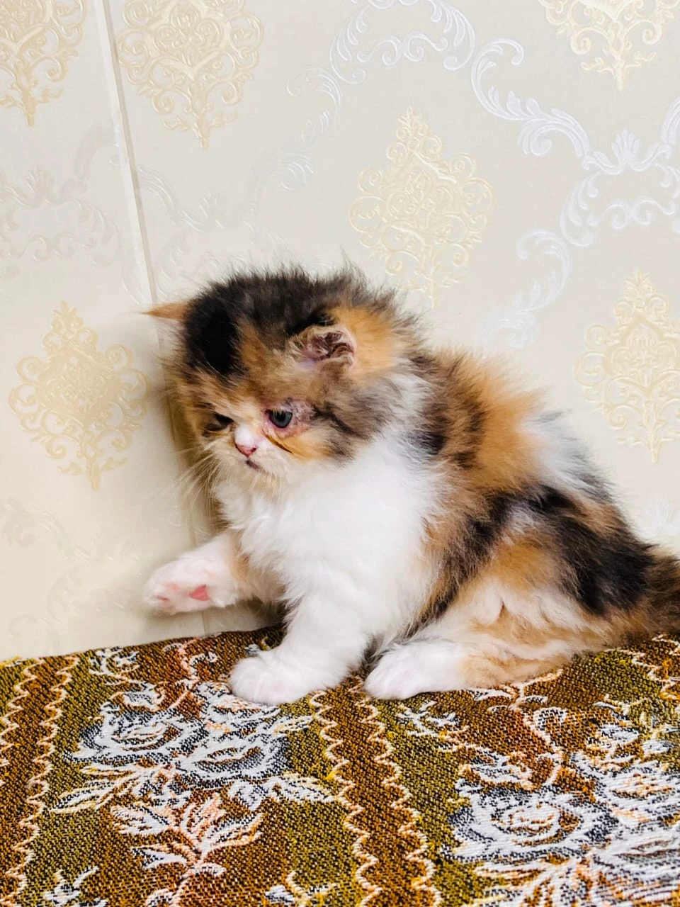 pure punch face persian kitten