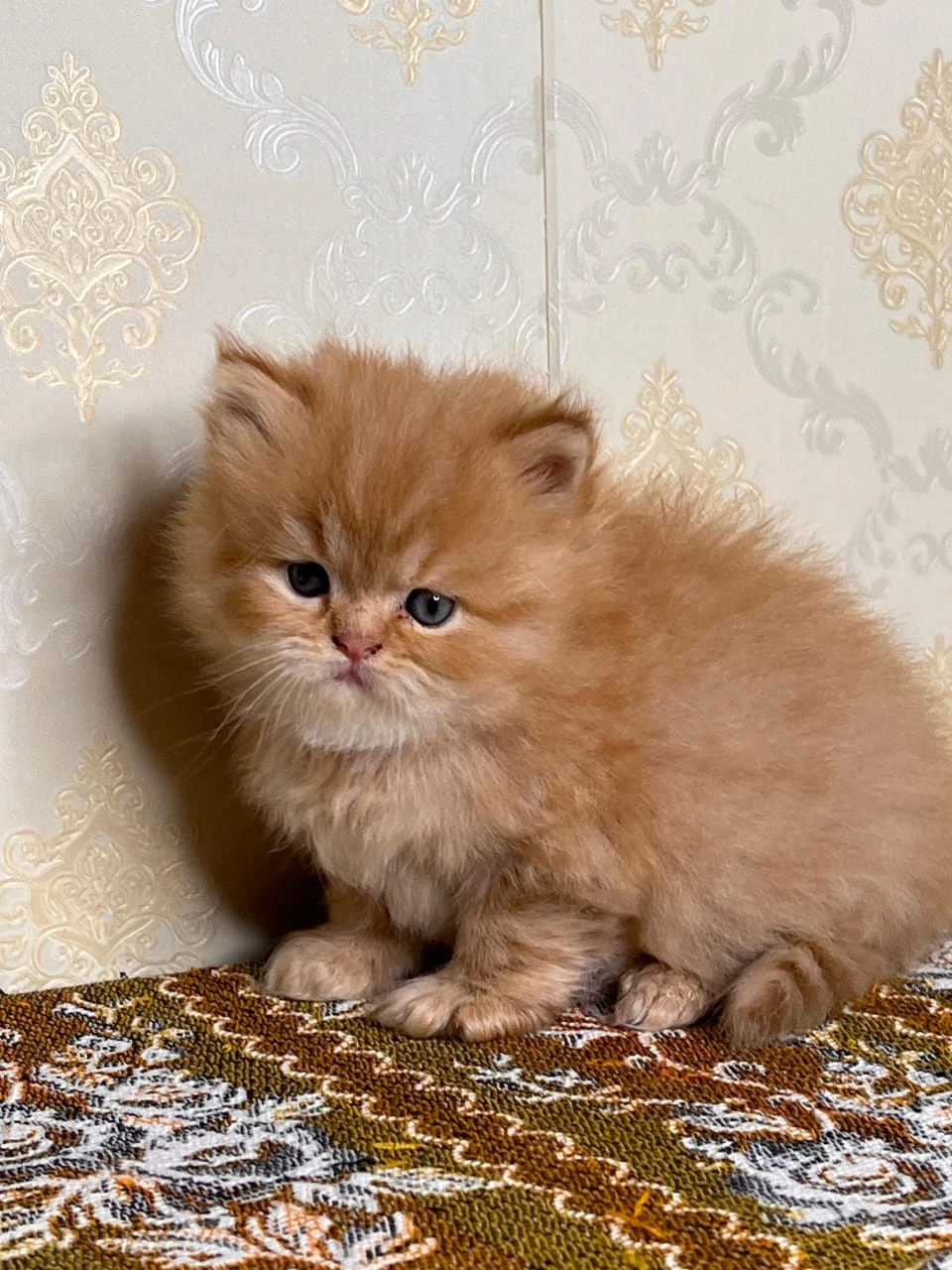 persian kitten available high quality