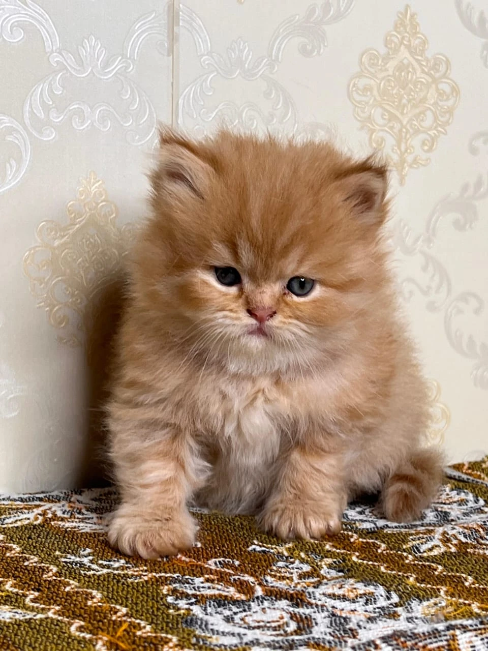 persian kitten available high quality