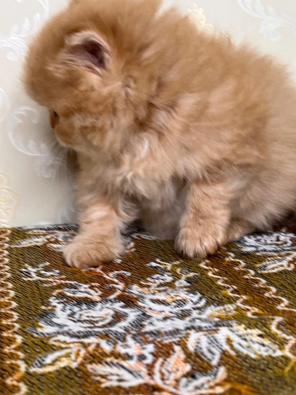 persian kitten available high quality