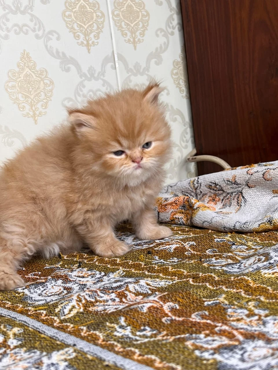 persian kitten available high quality