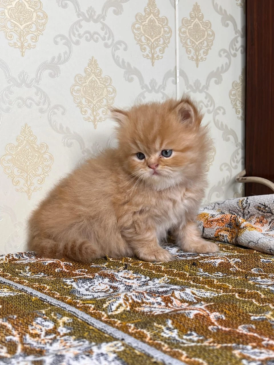 persian kitten available high quality