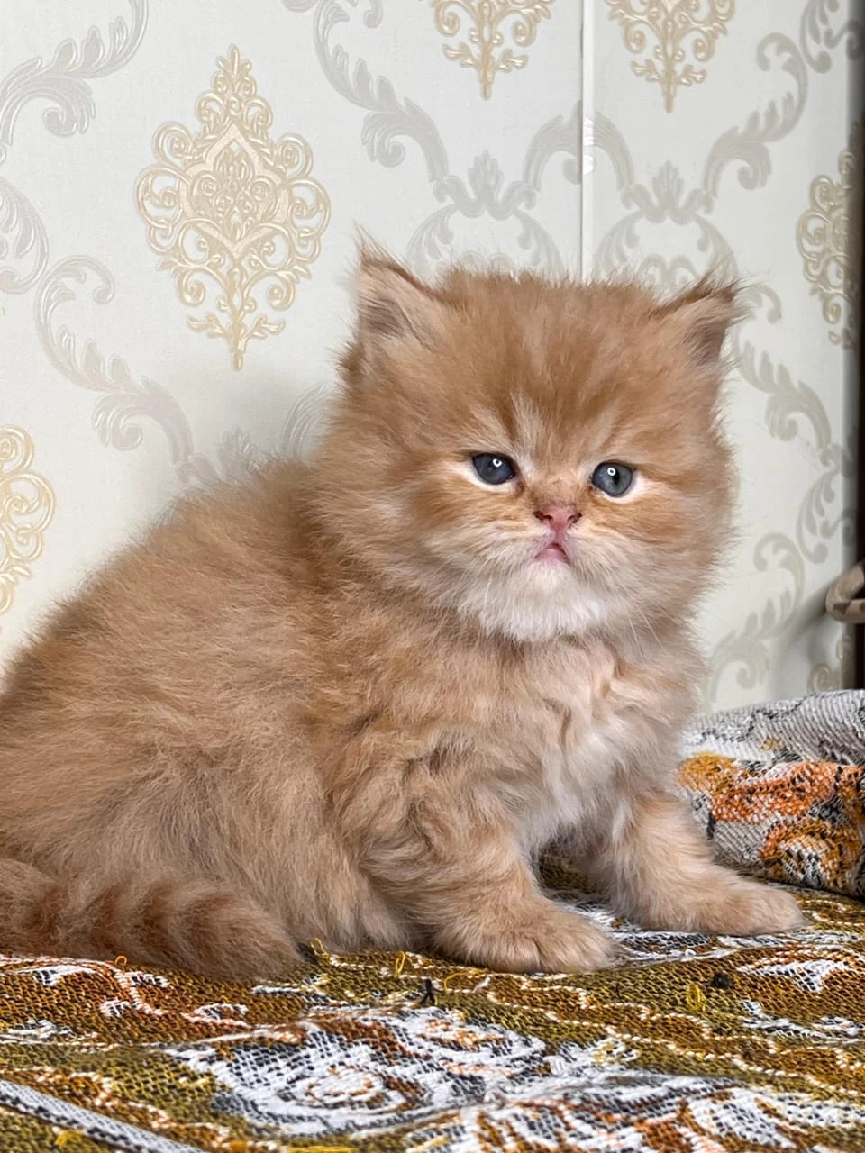 persian kitten available high quality